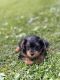 Yorkshire Terrier Puppies for sale in Daytona Beach, FL, USA. price: $2,990