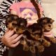 Yorkshire Terrier Puppies for sale in Buffalo, NY 14202, USA. price: $330