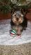 Yorkshire Terrier Puppies for sale in Buffalo, MO 65622, USA. price: $1,000