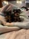 Yorkshire Terrier Puppies for sale in Grass Lake, MI 49240, USA. price: $1,500