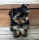 Yorkshire Terrier Puppies for sale in Los Angeles St, Cosmo City, Roodepoort, 2188, South Africa. price: NA