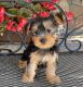 Yorkshire Terrier Puppies for sale in Los Angeles St, Cosmo City, Roodepoort, 2188, South Africa. price: 4500 ZAR