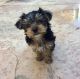 Yorkshire Terrier Puppies for sale in Austin, TX, USA. price: $300