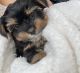 Yorkshire Terrier Puppies for sale in Bronx, NY, USA. price: NA