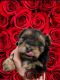 Yorkshire Terrier Puppies for sale in Utah County, UT, USA. price: $2,500