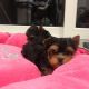 Yorkshire Terrier Puppies for sale in Buffalo, NY 14202, USA. price: $400