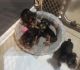 Yorkshire Terrier Puppies for sale in Decatur, GA 30032, USA. price: $1,500