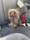 Yorkshire Terrier Puppies for sale in Alameda, CA, USA. price: $700
