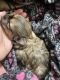 Yorkshire Terrier Puppies for sale in Utah County, UT, USA. price: $2,500