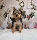 Yorkshire Terrier Puppies for sale in Austin, TX, USA. price: $700
