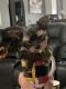 Yorkshire Terrier Puppies for sale in Joliet, IL, USA. price: $1,900