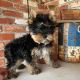 Yorkshire Terrier Puppies for sale in Dayton, OH, USA. price: NA