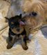 Yorkshire Terrier Puppies for sale in Baldwin Park, CA, USA. price: $800