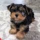 Yorkshire Terrier Puppies for sale in Jacksonville, FL, USA. price: $600