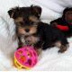 Yorkshire Terrier Puppies for sale in Jacksonville, FL, USA. price: $550