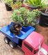 Yorkshire Terrier Puppies for sale in Jacksonville, FL, USA. price: $600