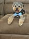 Yorkshire Terrier Puppies for sale in Winston-Salem, NC, USA. price: NA