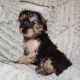 Yorkshire Terrier Puppies for sale in Moreno Valley, CA, USA. price: $1,450
