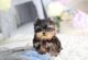 Yorkshire Terrier Puppies for sale in Austin, TX, USA. price: $700