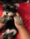 Yorkshire Terrier Puppies for sale in Monroe, LA, USA. price: NA