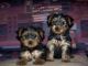 Yorkshire Terrier Puppies for sale in Janakpuri, New Delhi, Delhi, India. price: 50000 INR