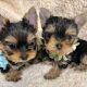 Yorkshire Terrier Puppies for sale in Birmingham, AL, USA. price: $500