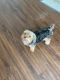 Yorkshire Terrier Puppies for sale in Jacksonville, FL, USA. price: $900