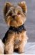 Yorkshire Terrier Puppies for sale in 11060 Biscayne Blvd, Miami, FL 33161, USA. price: NA