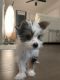Yorkshire Terrier Puppies for sale in Tempe, AZ, USA. price: $3,200