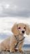 Yorkshire Terrier Puppies for sale in 11060 Biscayne Blvd, Miami, FL 33161, USA. price: $400