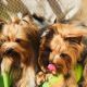 Yorkshire Terrier Puppies for sale in 11060 Biscayne Blvd, Miami, FL 33161, USA. price: $400