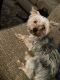 Yorkshire Terrier Puppies for sale in Redford Charter Twp, MI, USA. price: NA