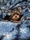 Yorkshire Terrier Puppies for sale in Daytona Beach, FL, USA. price: $800