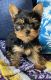 Yorkshire Terrier Puppies for sale in Toccoa, GA 30577, USA. price: $2,000