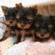 Yorkshire Terrier Puppies for sale in 203 US-1, Norlina, NC 27563, USA. price: $500