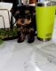 Yorkshire Terrier Puppies for sale in Mountville, PA, USA. price: $1,800
