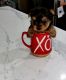 Yorkshire Terrier Puppies for sale in Mountville, PA, USA. price: $1,800