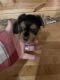 Yorkshire Terrier Puppies for sale in Potosi, MO, USA. price: $700
