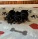 Yorkshire Terrier Puppies for sale in Sumrall, MS 39482, USA. price: NA