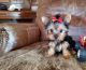 Yorkshire Terrier Puppies for sale in Flower Mound, TX, USA. price: $390