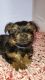Yorkshire Terrier Puppies for sale in Fort Smith, AR, USA. price: NA