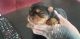Yorkshire Terrier Puppies for sale in Kankakee, IL, USA. price: NA