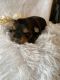Yorkshire Terrier Puppies for sale in Daggett, MI 49821, USA. price: $1,200
