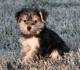 Yorkshire Terrier Puppies for sale in Amtrak Auto Train, Sanford, FL 32771, USA. price: $1,000