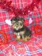 Yorkshire Terrier Puppies for sale in Lapeer, MI 48446, USA. price: $1,500