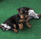 Yorkshire Terrier Puppies for sale in Oteen, Asheville, NC 28805, USA. price: $900