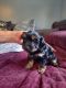 Yorkshire Terrier Puppies for sale in Mapleton, IL, USA. price: $1,800