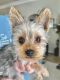 Yorkshire Terrier Puppies for sale in Katy, TX, USA. price: $1,000