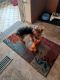 Yorkshire Terrier Puppies for sale in Pauls Valley, OK, USA. price: $2,000