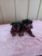 Yorkshire Terrier Puppies for sale in Pauls Valley, OK, USA. price: $1,500